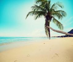 tropicale spiaggia con Noce di cocco albero e pulito mare foto