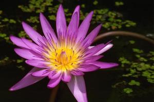 viola loto su acqua. foto