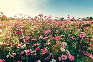 campo rosa cosmo fiore con Vintage ▾ tonica. foto