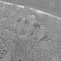 primavera croco fiori con antere fioritura incisione mano disegnato schizzo foto