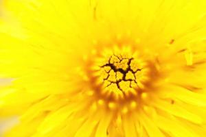 fiore dente di leone. macro foto. giallo sfondo. sfondo. foto