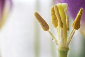 pistillo tulipano macro. fiore avvicinamento foto