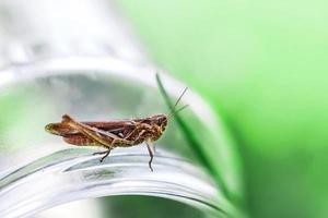 un' cavalletta su un' verde erba sfondo chiudere. un' cavalletta si siede su un' bicchiere vaso . foto