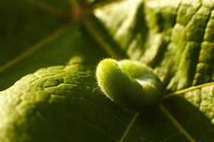 bruco verde su foglia foto