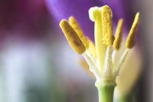 pistillo tulipano macro. fiore avvicinamento foto