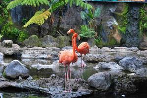 bellissimo americano fenicottero in piedi a acqua bordo foto