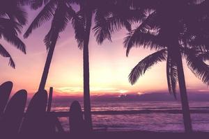 molte tavole da surf accanto a palme da cocco in spiaggia estiva con cielo scuro