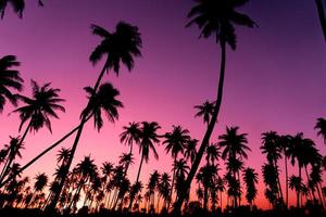 silhouette di palme da cocco con il tramonto e lo sfondo del cielo bagliore foto