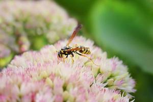 a strisce vespa raccoglie nettare su giardino rosa fiore. impollinazione. pianta sedum a soleggiato giorno. selettivo messa a fuoco. macro. fiore carta. estate. copia spazio foto