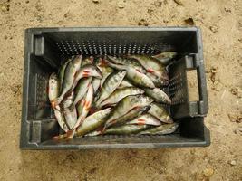 gabbia di fresco pesce, appena catturato a strisce basso, superiore Visualizza foto