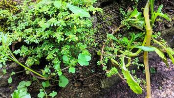 pilea microfilla, angelo, katumpangan erba, pakistano moto lele, in crescita selvaggio su umido muri. medicinale impianti. natura sfondo. foto