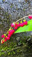 rivina humilis mirtillo rosso geti Getihan, un' velenoso pianta, piccolo il giro rosso frutta e verde le foglie foto