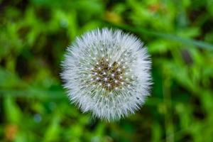 bellissimo selvaggio in crescita fiore seme dente di leone su sfondo prato foto