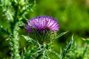 bellissimo in crescita fiore radice bardana cardo su sfondo prato foto