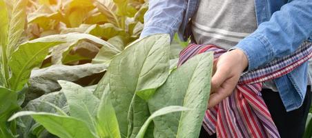 tabacco le foglie e alberi qualità controllo di proprietario di tabacco terreno agricolo, morbido e selettivo messa a fuoco. foto