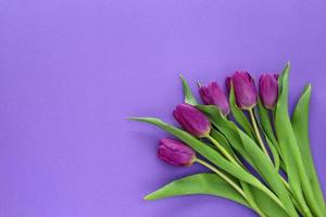 mazzo di fresco viola tulipani con verde le foglie nel parte inferiore giusto angolo su viola carta sfondo. saluti carta per primavera vacanze con posto per testo. foto