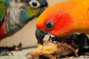 carino pappagallo godendo mangiare Banana e cibo con un altro uccello sfocato sfondo. vicino su colorato uccello, animale animali selvatici. foto