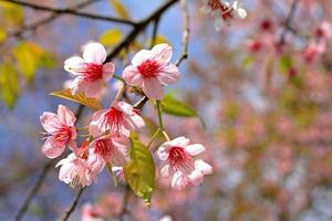 selvaggio himalayano ciliegia albero o tailandese sakura fioritura con sfocato sfondo con copia spazio. ramo di rosa flora o floreale. bellezza di natura. foto