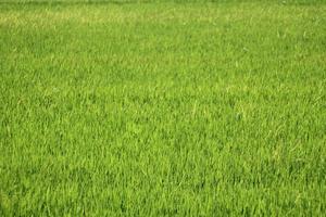 leggero verde riso i campi nel asiatico paesi foto