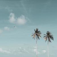 palme da cocco tropicali minime in estate con lo sfondo del cielo foto
