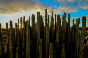 alto verde cactus pianta foto