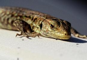 piccolo lucertola crogiolarsi foto