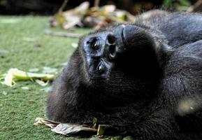 gorilla posa nel il erba foto