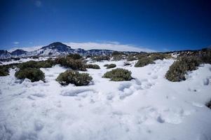 paesaggio invernale innevato foto