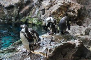 pinguini su il roccia foto