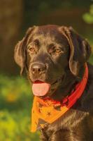 labrador cane da riporto cane nel un' Halloween bandana. nero labrador cucciolo ritratto. foto