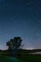 startrails circumpolare con un albero foto