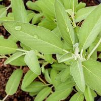 primo piano delle foglie di salvia foto