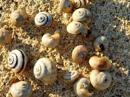 gusci di lumaca sulla sabbia