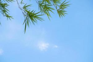 bambù lascia sfondo estivo con un cielo blu foto