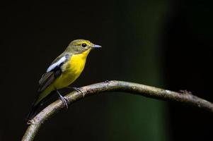 uccello pigliamosche dal dorso verde su ramoscelli con sfondo scuro foto