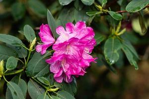 fioritura arbusti con luminosa rosa fiori, rosa rododendro foto