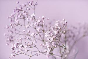 piccolo viola e bianca gypsophila fiori In piedi nel un' vaso su un' lilla sfondo foto