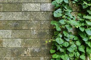 danneggiato rustico parete metà coperto di Comune edera. anche conosciuto come Hedera elica, inglese edera o europeo edera. foto