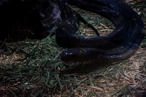 selettivo messa a fuoco di un' re cobra quello è rilassante nel un' buio gabbia. foto