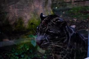 selettivo messa a fuoco di il rilassato giaguaro nel suo gabbia. foto