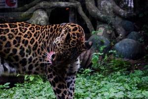 selettivo messa a fuoco di il giaguaro chi era leccata il suo corpo per fare il bagno nel il suo gabbia. foto