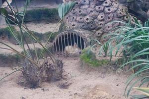 selettivo messa a fuoco di un' addormentato fennec Volpe nel suo gabbia. foto