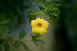 vicino su di allamanda catartica o giallo tromba fiore nel il giardino con copia spazio. Comune tromba completamente fiorito giallo fiore dentro di un' botanico giardino nel autunno. foto