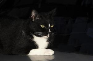 uno nero gatto su un' nero sfondo foto