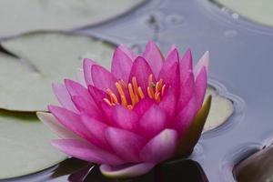 loto fiore, acqua giglio foto