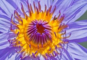 loto fiore, acqua giglio foto