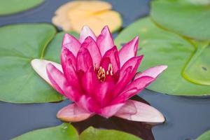 loto fiore, acqua giglio foto