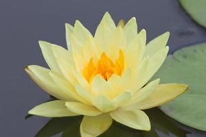 loto fiore, acqua giglio foto