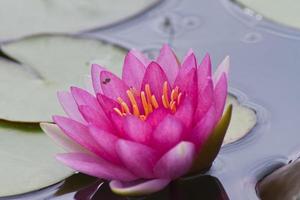 loto fiore, acqua giglio foto