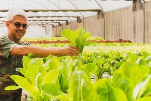 asiatico maschio agricoltori mani con fresco lattuga nel biologico azienda agricola. foto